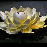 Ű