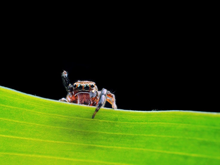 8-800mm的精彩 佳能EF镜头大世界